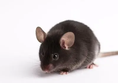 Photograph of a brown laboratory mouse